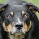 В Астраханской области собака укусила за лицо маленького мальчика