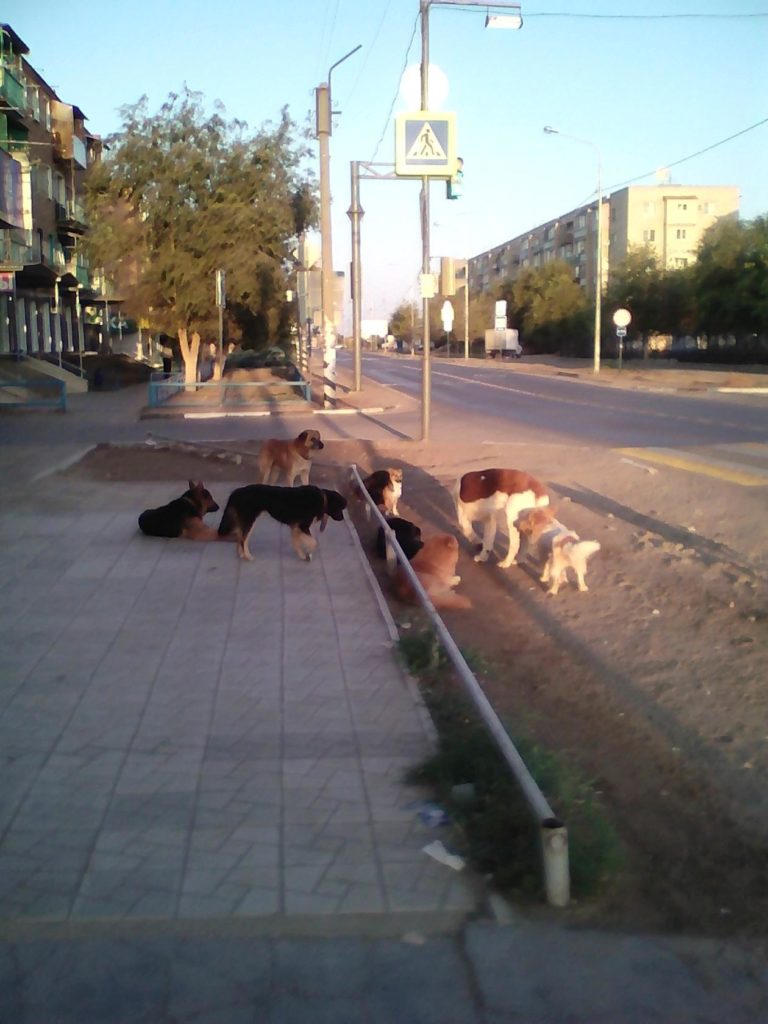 Жительница астраханского села показала фото своей улицы после отлова собак