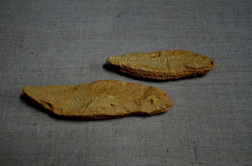 Окаменелые отпечатки рыб возрастом три миллиона лет поступили в астраханский музей