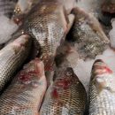 Астраханские пограничники нашли 800 тонн рыбы без документов на местном предприятии