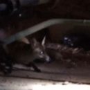 В подвале многоквартирного дома в Астрахани сфотографировали лису