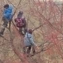В Астрахани сняли на фото застрявших на дереве детей