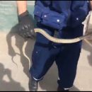 Астраханские СМИ дали новость о змее, которую поймали полгода назад