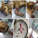 Астраханские зоозащитники требуют наказать виновных в расстреле собаки