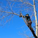 В Астрахани прокуратура обязала администрацию города опилить деревья