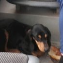 В одном из автобусов Астрахани поселилась собака