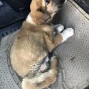 Астраханцы спасли щенка, искалеченного машиной