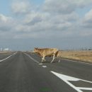 Бродячих коров с астраханских трасс уберут «по-сочински»
