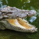 Крокодил, спасенный из астраханского кинотеатра «Октябрь», отказался от деликатеса