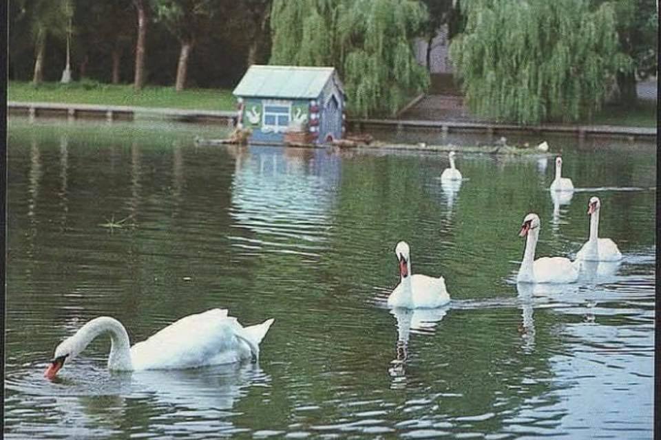 Домик для лебедей на озере в Астрахани переделают под влиянием соцсетей