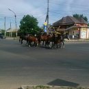 Табун лошадей фотографируют очевидцы на улицах Астрахани