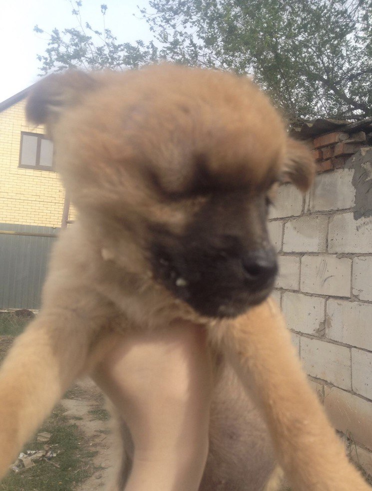 В Астрахани волонтер сообщает о сожженном заживо щенке
