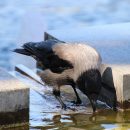 В Астраханской области из-за нефти в воде погибли птицы