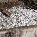 В Астраханской области в ерике Каныча – массовая гибель рыбы