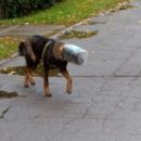 В Астрахани волонтеры пытаются спасти собаку, на голове которой застряла пластиковая банка