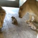 В астраханском зоопарке родилось двое львят. Видео