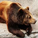 Астраханка поделилась впечатлениями о медвежьих услугах
