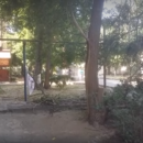 В Астрахани упавшее дерево серьезно повредило нос сотруднику коммунальной службы