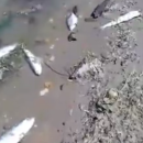 Прокуратура подтвердила факт массовой гибели рыбы в Астрахани