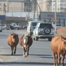 В Астраханской области коров без бирок сдадут на мясо
