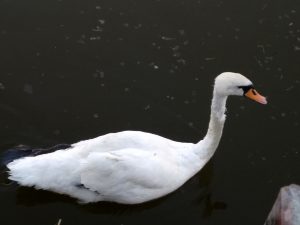На Лебедином озере в Астрахани умер еще один лебедь