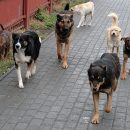 На улицах Астрахани отловили 18 агрессивных псов