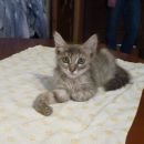 В Астрахани блокадница спасла котенка, которого чуть не убили подростки