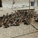 Астраханские студенты спасали птиц от условного разлива нефти