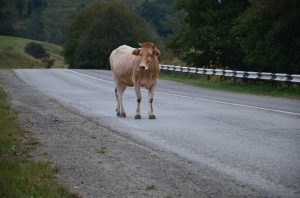 В Астрахани снова кони и коровы попадают в криминальные сводки
