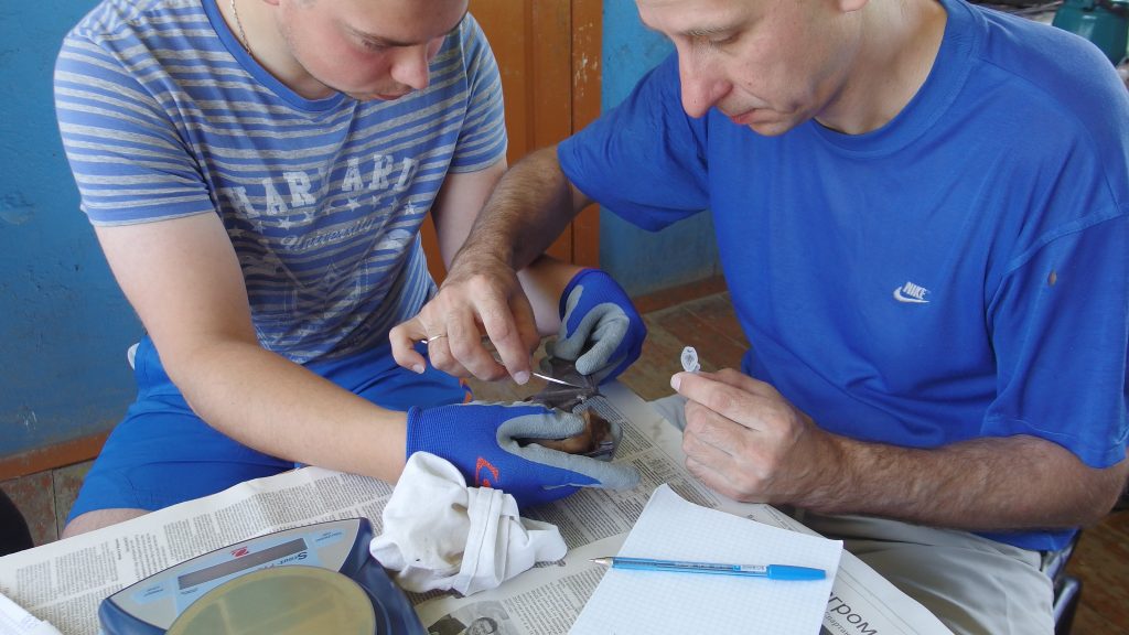 В Астрахани ученые отлавливали беременных летучих мышей
