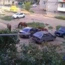 В Астрахани от копыт лошадей пострадали несколько автомобилей