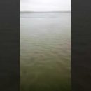 Астраханцы сняли на видео ильмень, где рыбу можно ловить руками