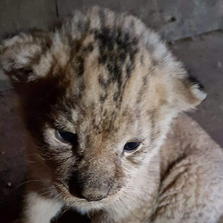 Астраханцам показали львят, родившихся в местном зоопарке