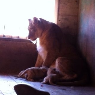 Астраханцам показали львят, родившихся в местном зоопарке