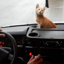 Астраханцы сфотографировали котика, который помогает водителю маршрутки в работе