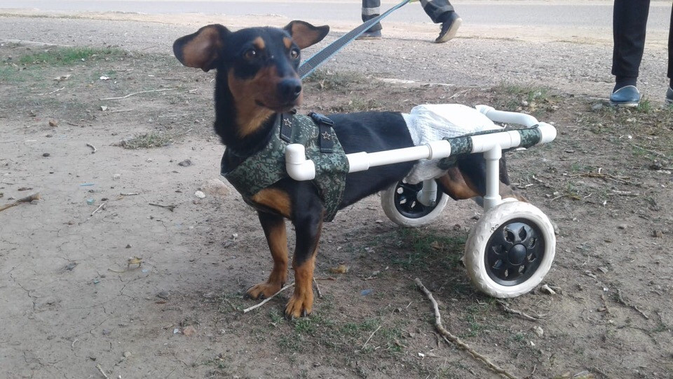 Астраханец спасает собачку с парализованными лапами