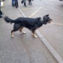 В Астрахани собака хотела уехать на маршрутке на поиски хозяина