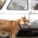 Астраханец подарил бездомной собаке «Запорожец»