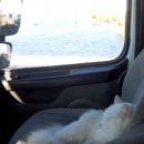 Дальнобойщик, путешествующий с котом, рассказал о поездках в Астрахань