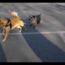 Хозяйка показала как поживает пес, уехавший из Астрахани в Германию