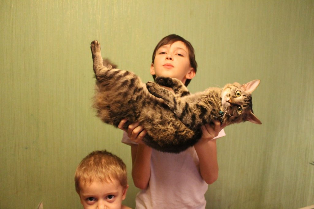 Астраханский подросток показал, как преобразился бездомный кот, попав в семью