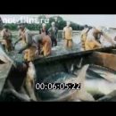 Архивное видео: как ловили осетров с человека и черную икру ведрами в Астрахани