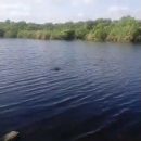Соцсети: в Астраханской реке поселился крокодил