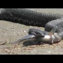 В Астрахани сняли на видео кровожадную змею