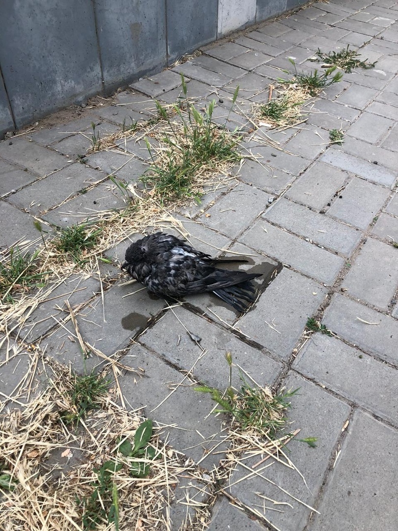 В Астрахани спасли тонущего голубя