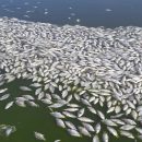 Под Астрахани обнаружили озеро мертвой рыбы