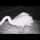 Под Астраханью сняли на видео отважного лебедя, спасавшего потомство от норки