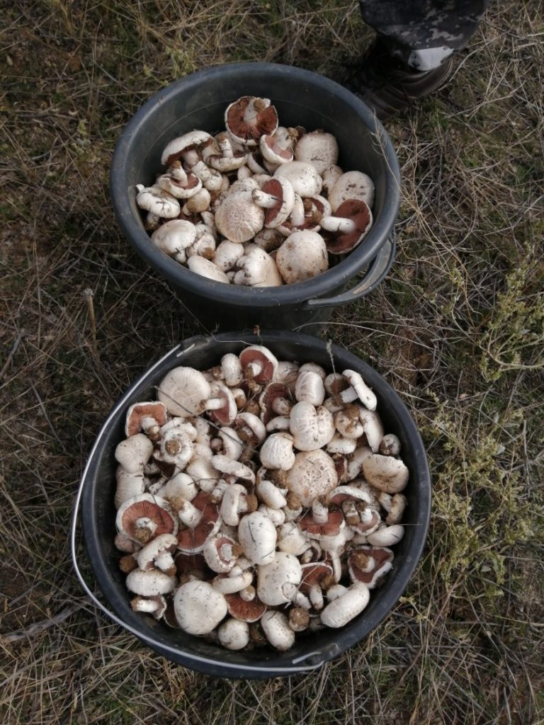 В Астраханской области уродилось много грибов