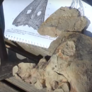 На астраханской горе Богдо нашли любопытный череп динозавра