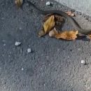 Змеи греются на солнце в Астрахани